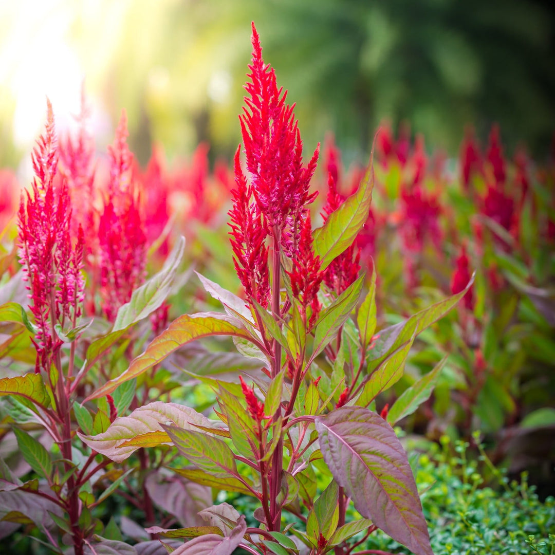 A field of red amaranth plants with tall, slender flower spikes.