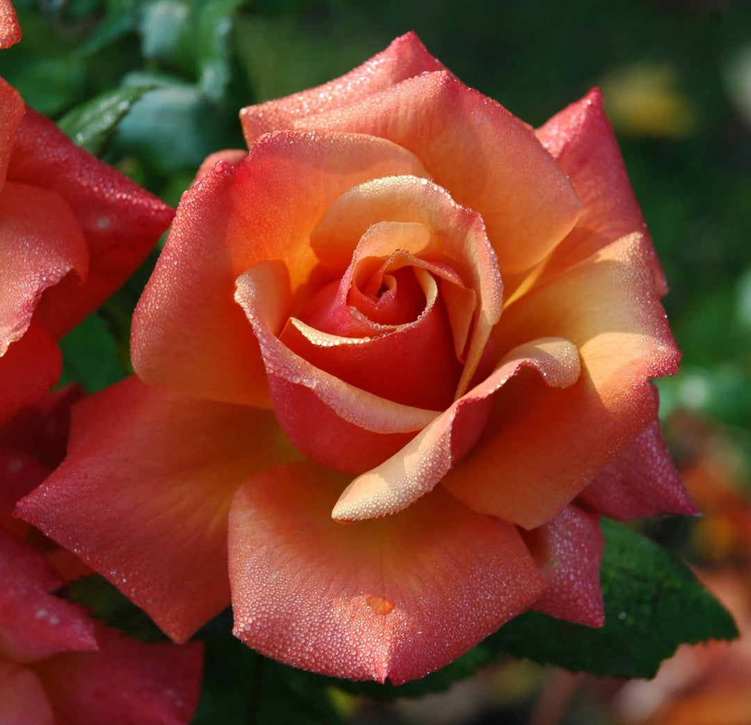 A close-up image of a pink rose with water droplets on its petals, indicating freshness.