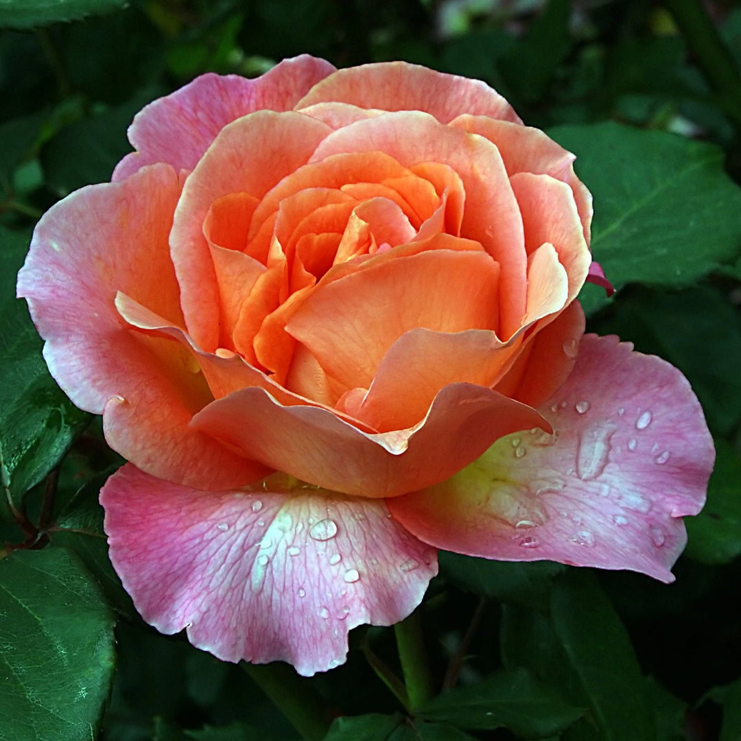 A close-up image of a pink rose with dew drops on its petals, set against a background of green leaves.