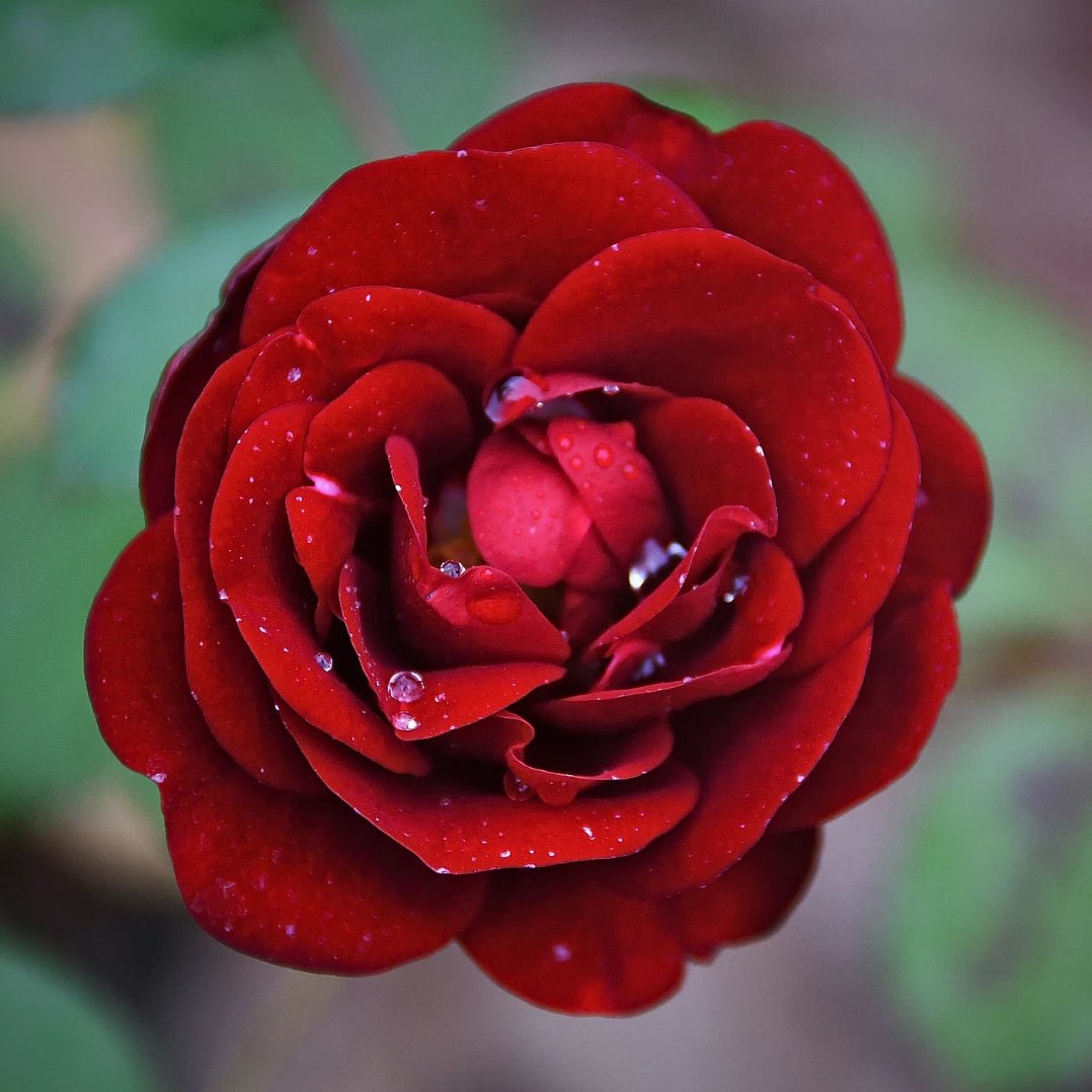 A close-up image of a red rose with water droplets on its petals.