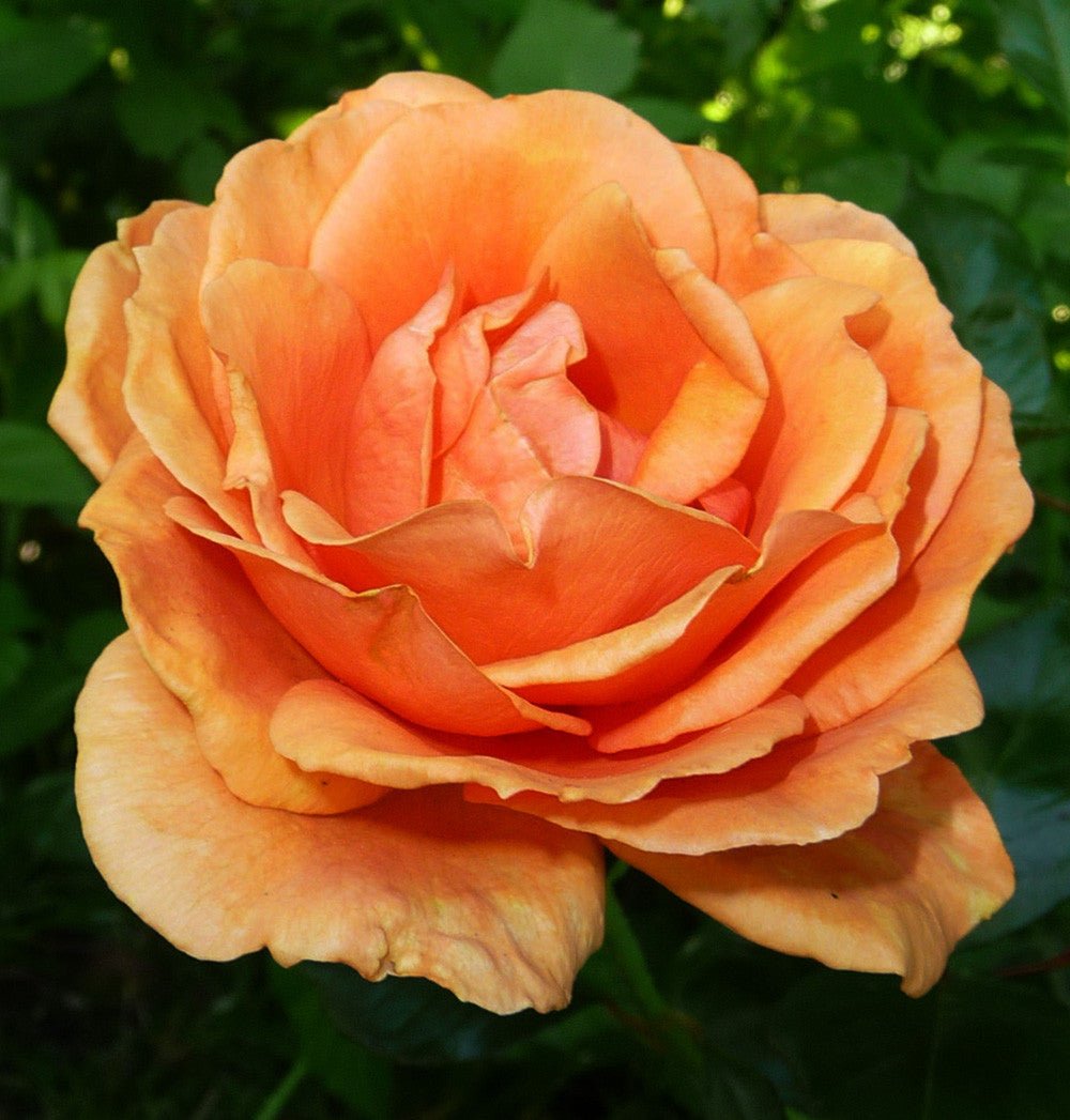 A close-up image of an orange rose with green leaves in the background.