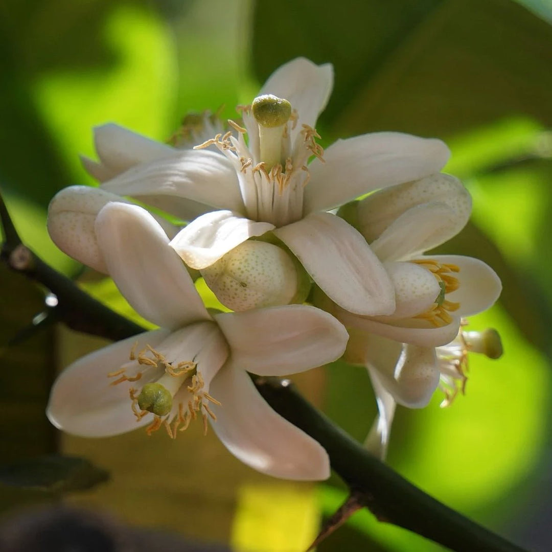Close-up of orange blossoms on a tree with green leaves in the background.