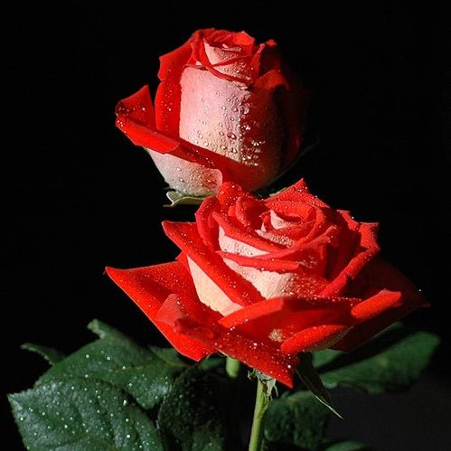 Rose Incense