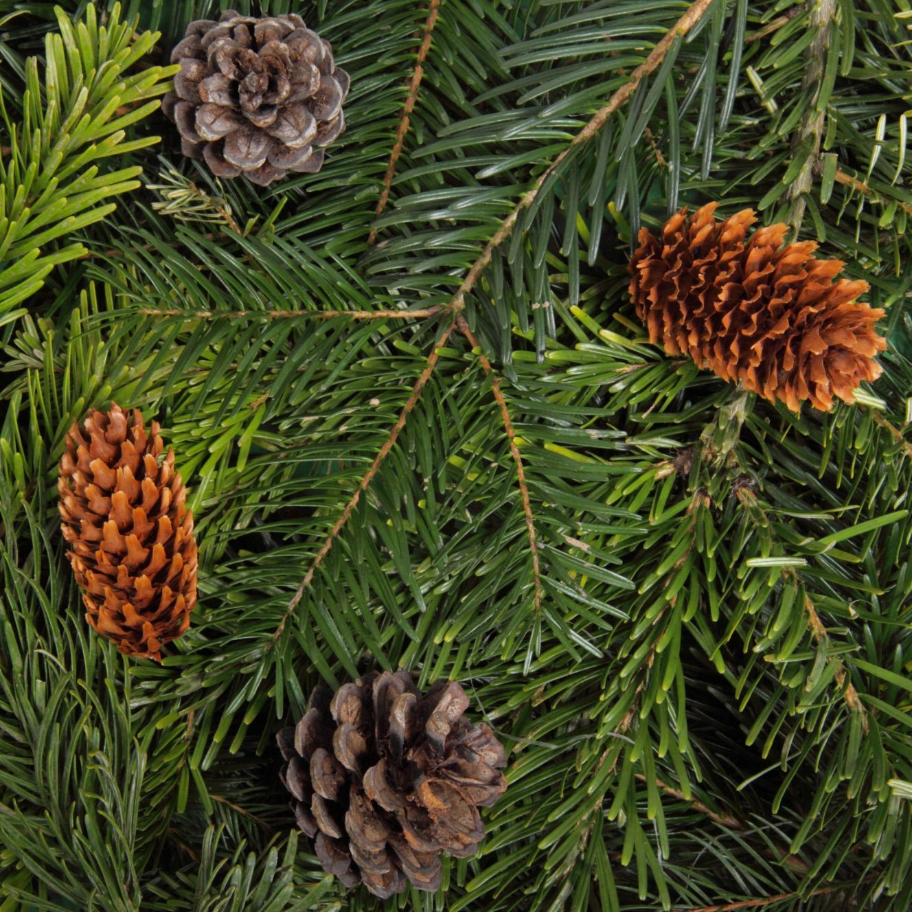 A close-up image of evergreen branches with pine cones, representing the incense theme.