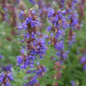 A close-up of purple hyssop flowers with a blurred background.