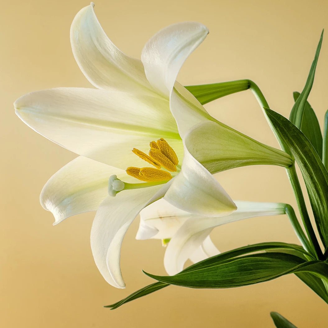 A close-up image of a white lily with green leaves against a beige background, representing the product name 'Lily of Aegina Incense'.