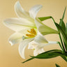 A close-up image of a white lily with green leaves against a beige background, representing the product name 'Lily of Aegina Incense'.