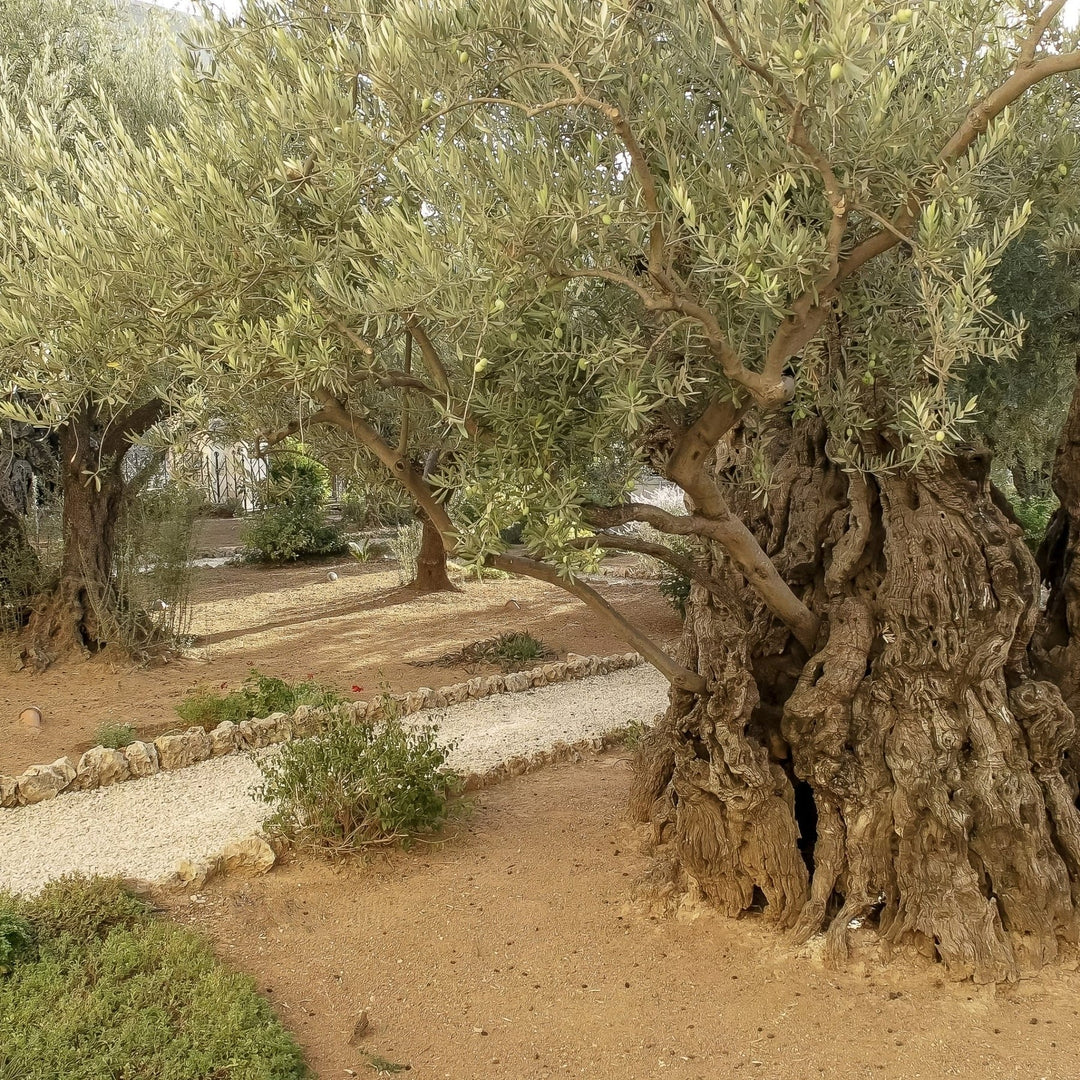 Mount of Olives Incense