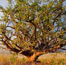 A tree with a gnarled and twisted trunk, with green leaves and a warm light background.